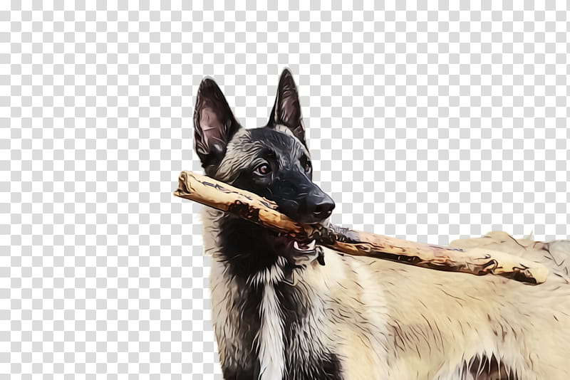 dog dog breed belgian shepherd snout german shepherd dog, Watercolor, Paint, Wet Ink, King Shepherd transparent background PNG clipart