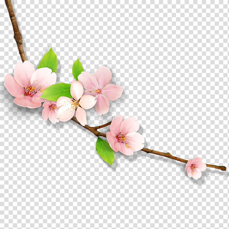 Cherry Blossom, Plum Blossom, Flower, Ink Wash Painting, Peach, Branch, Plant, Twig transparent background PNG clipart