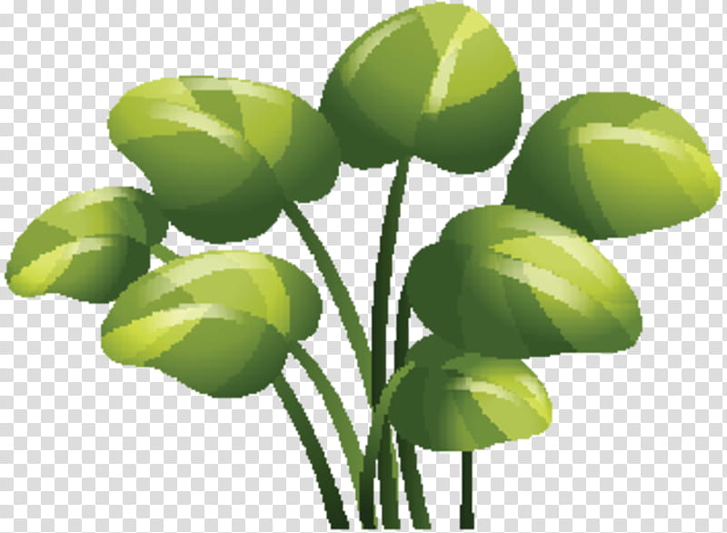 Green Leaf, Plant Stem, Commodity, Plants, Flower, Tree, Tulip, Artificial Flower transparent background PNG clipart