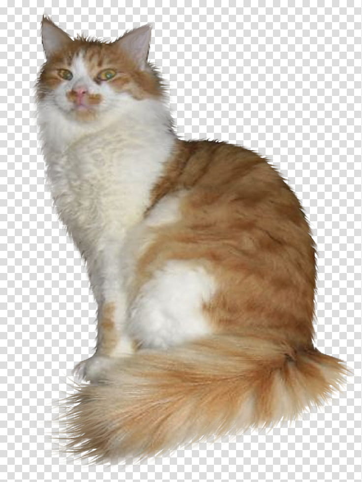 cats , orange and white maine coon cat transparent background PNG clipart