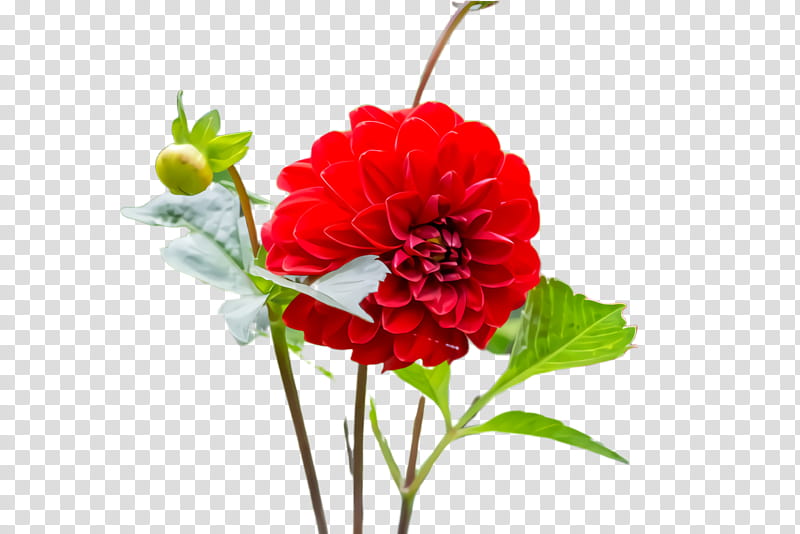Artificial flower, Flowering Plant, Cut Flowers, Red, Petal, Carnation, Zinnia transparent background PNG clipart