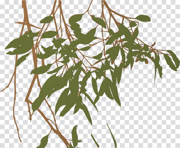 Tree Trunk Drawing, Eucalyptus Camaldulensis, Tasmanian Blue Gum, Plants, Black Locust, Woody Plant, Gum Trees, Flower transparent background PNG clipart