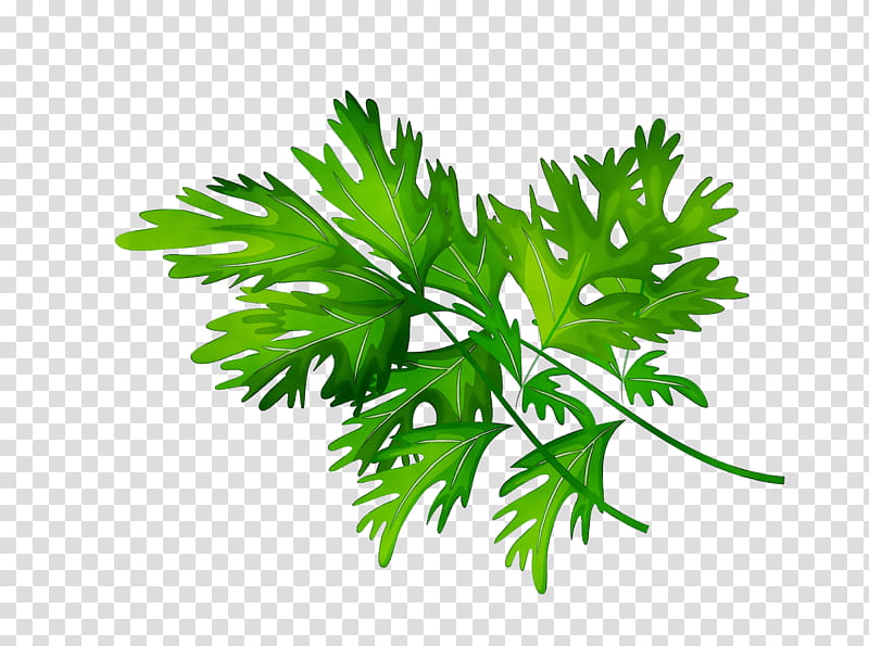 Family Tree, Parsley, Plant Stem, Herbalism, Leaf, Branching, Plants, Green transparent background PNG clipart