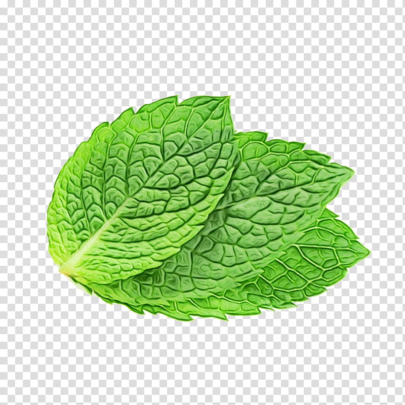 Green Tea Leaf, Peppermint, Water Mint, Spearmint, Peppermint Tea, Herb, Herbal Tea, Mints transparent background PNG clipart