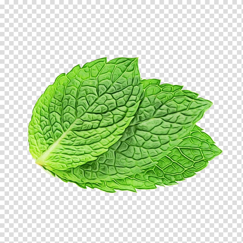 tulsi leaf png clipart