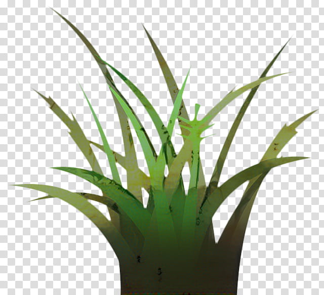 Aloe Vera Leaf, Grasses, Plant Stem, Flowerpot, Tree, Plants, Aloes, Houseplant transparent background PNG clipart
