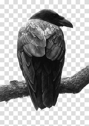 Birds  Stamps, black raven transparent background PNG clipart