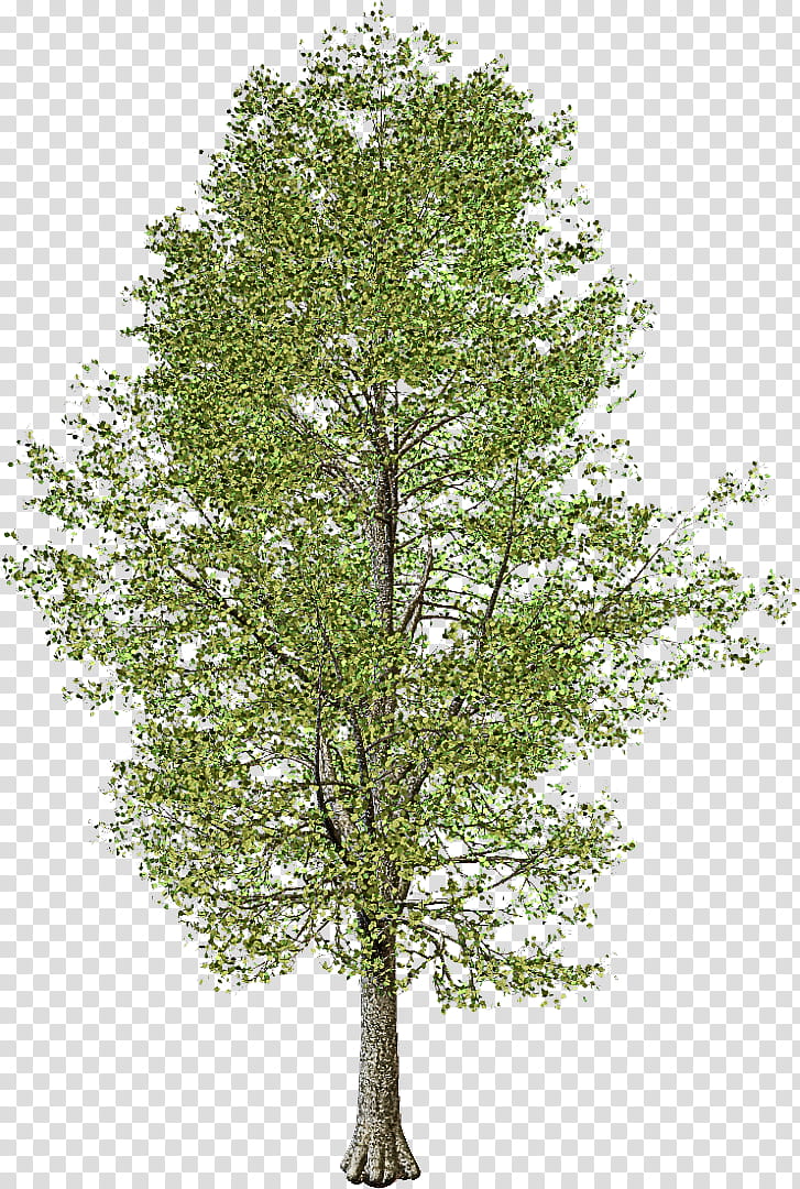 Plane, Tree, Plant, Woody Plant, Canoe Birch, Leaf, American Larch, Swamp Birch transparent background PNG clipart