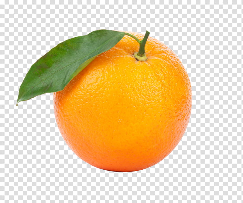  Orange  Tree Drawing  Poster Fruit Citrus Mandarin 