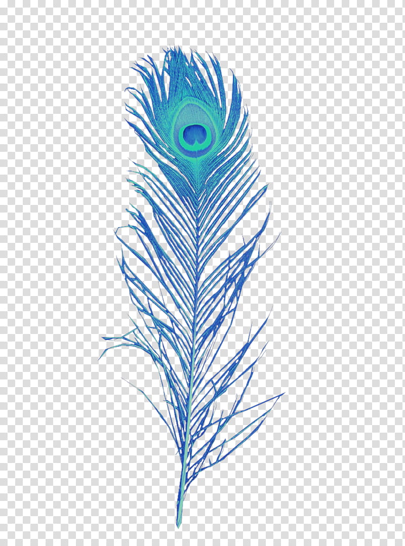 blue and green peacock feather transparent background PNG clipart