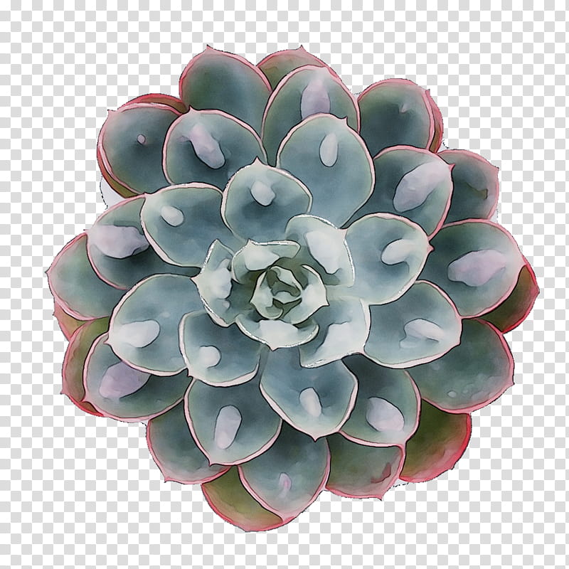 Flower White, Echeveria, Pachyphytum, Plant, White Mexican Rose, Stonecrop Family, Agave, Petal transparent background PNG clipart