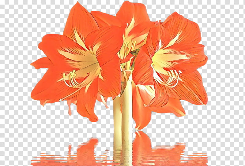 Orange, Cartoon, Flower, Flowering Plant, Amaryllis Belladonna, Petal, Cut Flowers, Peach transparent background PNG clipart