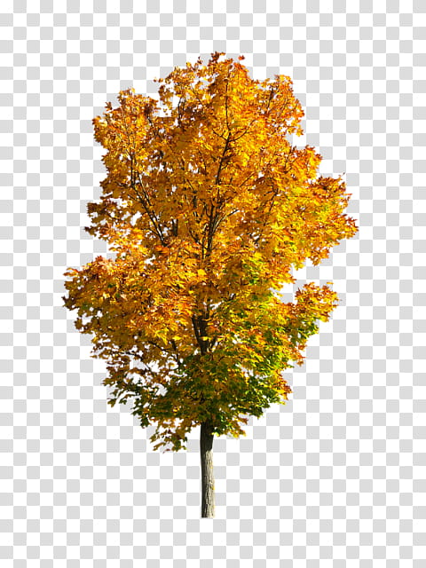 Oak Tree Leaf, Autumn, Fall Tree, Autumn Leaf Color, Branch, Woody Plant, Maple, Deciduous transparent background PNG clipart