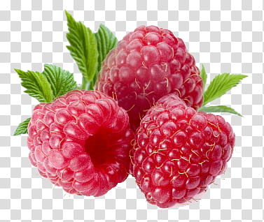 three red raspberries transparent background PNG clipart