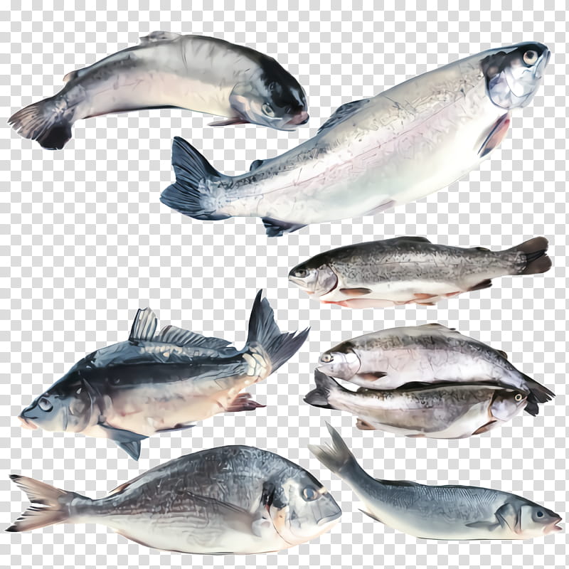 fish fish fish products oily fish seafood, Salmon, Bonyfish, fish, Sockeye Salmon transparent background PNG clipart
