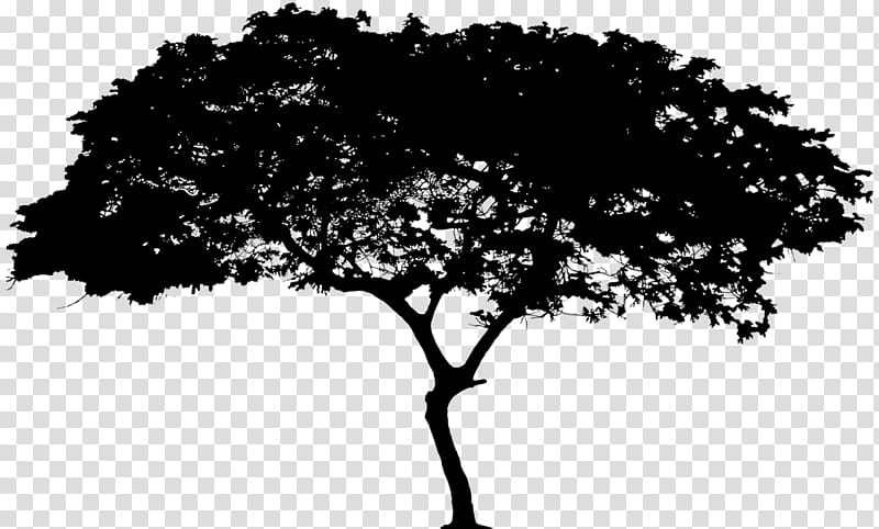 Oak Tree Silhouette, Great Wall Of China, Drawing, Logo, Plant, Woody Plant, Branch, Blackandwhite transparent background PNG clipart