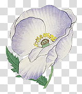 white and blue flower illustration transparent background PNG clipart