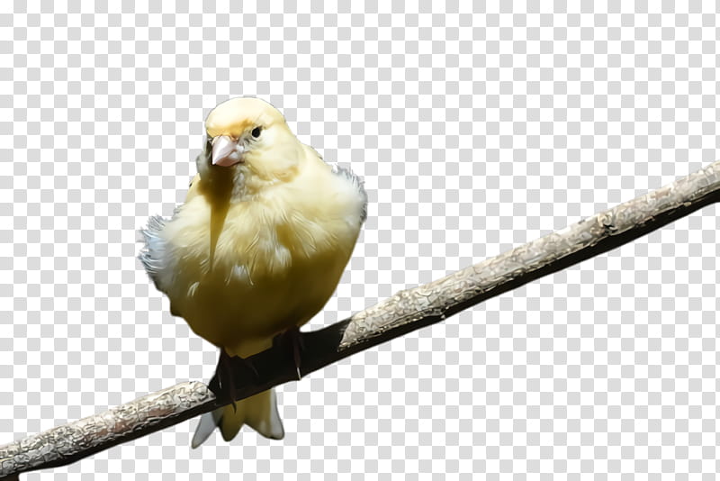 Feather, Bird, Beak, Atlantic Canary, Branch, Finch, Perching Bird, Songbird transparent background PNG clipart