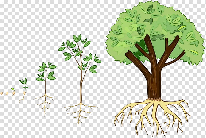 Seed Tree Plants Root Design, Watercolor, Paint, Wet Ink, Tree Planting, Flower, Plant Stem, Leaf transparent background PNG clipart