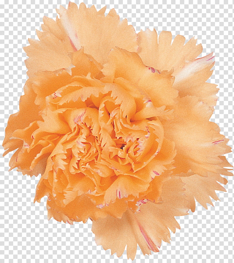 Orange, Yellow, Carnation, Flower, Pink, Petal, Peach, Cut Flowers transparent background PNG clipart