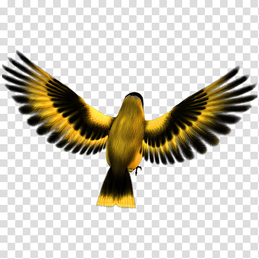 Eagle Logo, Education
, Bird, Wing, Beak, Golden Eagle, Falconiformes, Kite transparent background PNG clipart