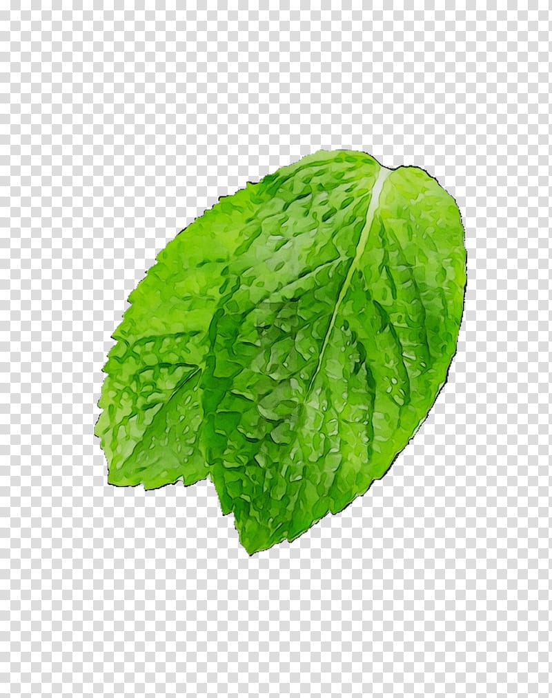 Mint Leaf, Romaine Lettuce, Spring Greens, Herbalism, Plant, Flower, Peppermint, Spearmint transparent background PNG clipart