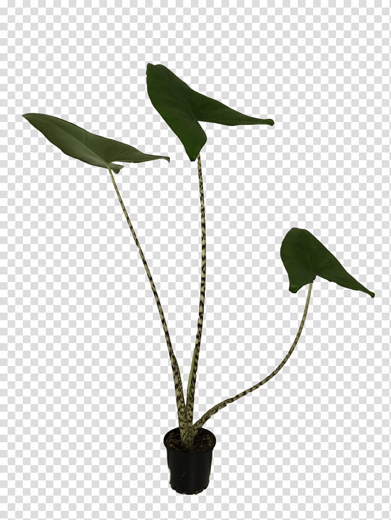 Background Flower, Leaf, Plant Stem, Flowerpot, Plants, Anthurium, Houseplant, Alismatales transparent background PNG clipart