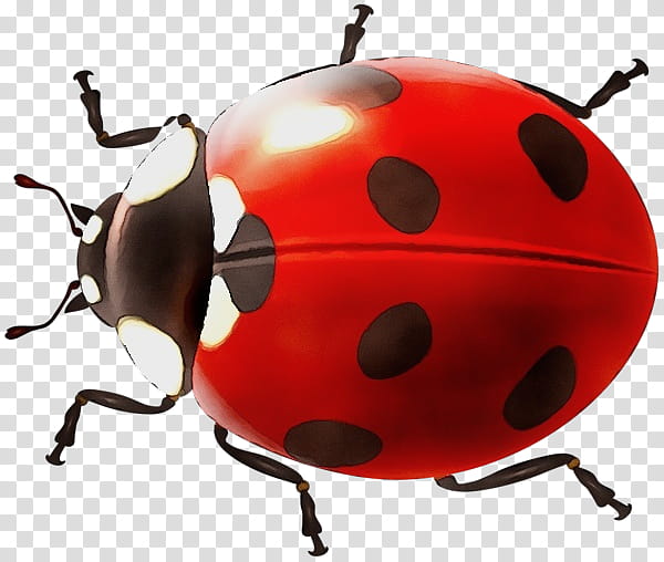 ladybug PNG image transparent image download, size: 556x549px