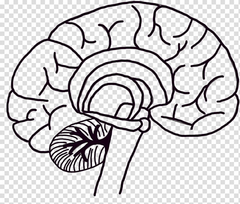 Brain, Neuron, Agy, Human Brain, Neuroscience, Neurology, Mathematics, Triune Brain transparent background PNG clipart
