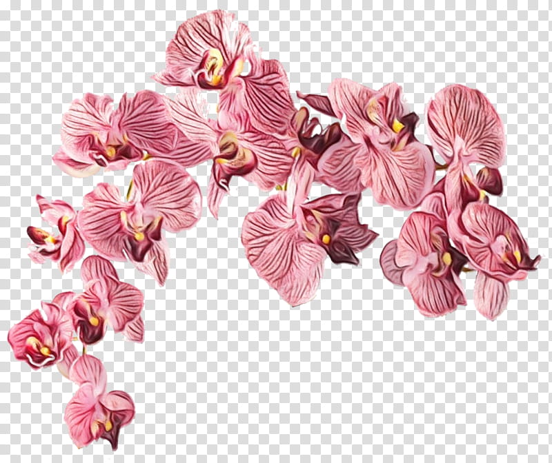 flower pink petal plant cut flowers, Watercolor, Paint, Wet Ink, Flowering Plant, Moth Orchid, Sweet Pea transparent background PNG clipart