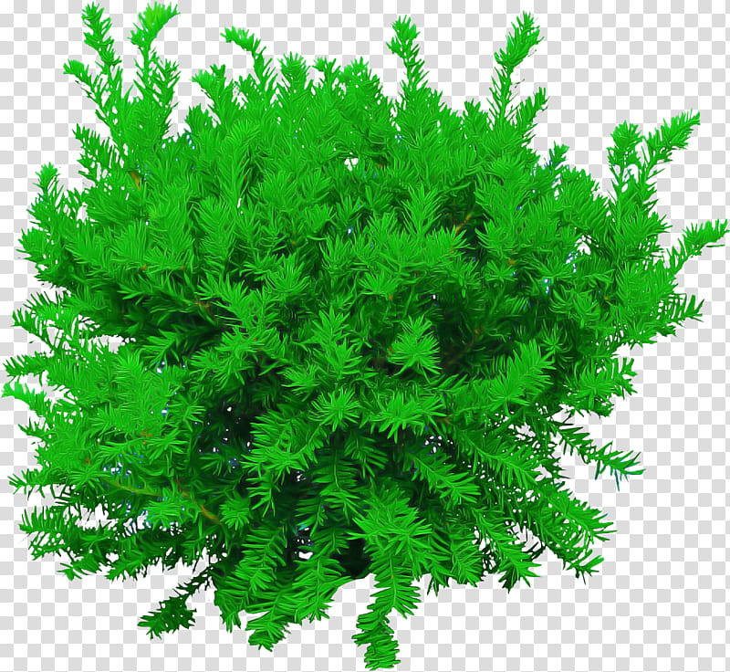 green plant tree leaf flower, Thuya, American Larch, Grass, Aquarium Decor, Red Juniper transparent background PNG clipart
