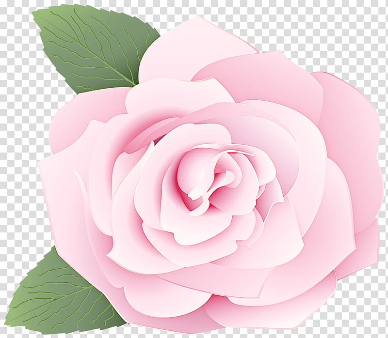 Garden roses, Pink, Flower, Petal, Rose Family, Plant, Floribunda, Hybrid Tea Rose transparent background PNG clipart