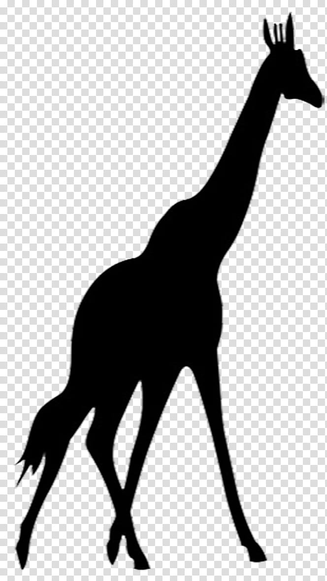 Animal, Giraffe, Animal Silhouettes, Drawing, Wildlife, Giraffidae, Black And White
, Horse transparent background PNG clipart