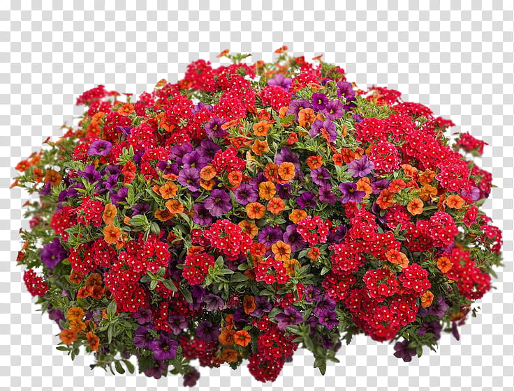 Floral Flower, Floral Design, Hanging Basket, Flower Garden, Flowerpot, Annual Plant, Container Garden, Cut Flowers transparent background PNG clipart