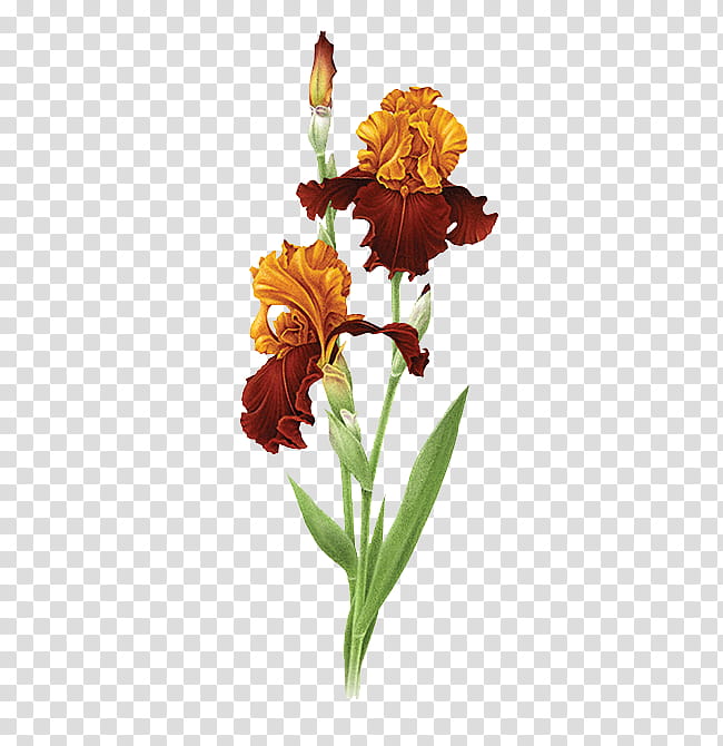 , orange-and-red iris flowers illustration transparent background PNG clipart