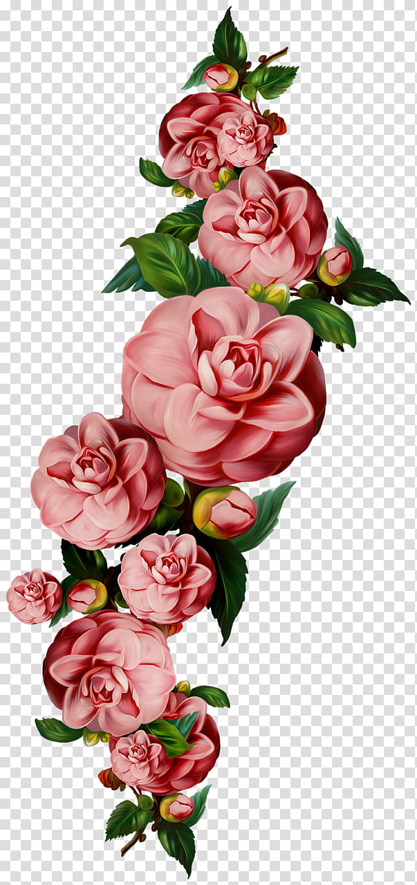 Pink Flower, Garden Roses, Cut Flowers, Plant, Rose Family, Floribunda, Petal, Japanese Camellia transparent background PNG clipart