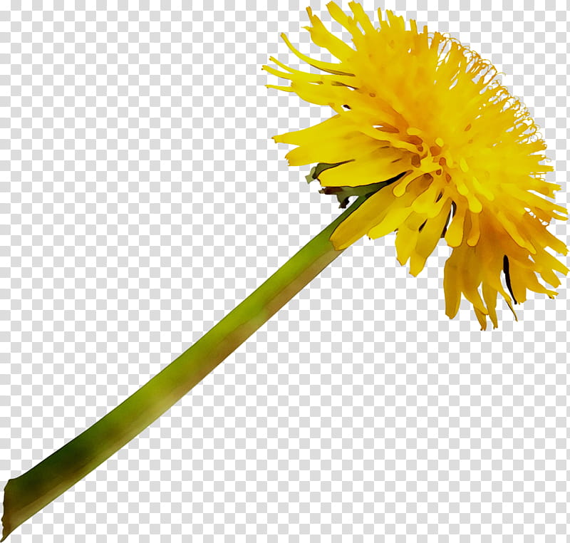 Plants, Dandelion, Yellow, Plant Stem, Sunflower Seed, Oxeye Daisy, Transvaal Daisy, Daisy Family transparent background PNG clipart