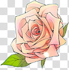 Flower, pink rose in bloom illustration transparent background PNG clipart