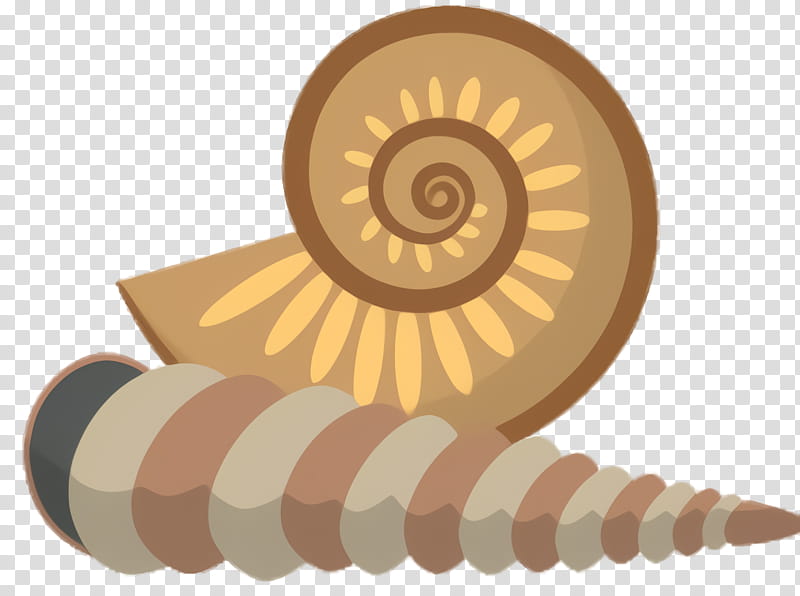 Snail, Nautiluses, Spiral, Ammonoidea, Sea Snail, Chambered Nautilus, Snails And Slugs transparent background PNG clipart