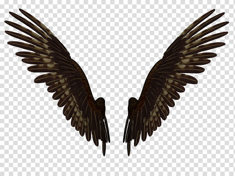 Feathered Wings A , pair of brown and grey feathered wings illustration transparent background PNG clipart