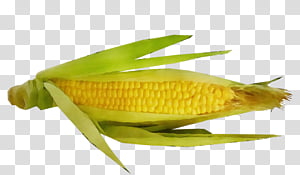 corn on the cob sweet corn corn yellow fish, Watercolor, Paint, Wet Ink, Vegetarian Food, Plant, Vegetable, Cuisine transparent background PNG clipart thumbnail