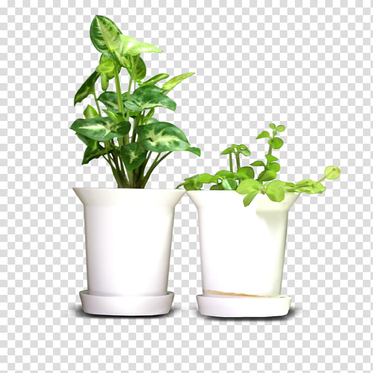 Pot Leaf, Flowerpot, White, Bonsai, Data, Plant, Herb, Vase transparent background PNG clipart