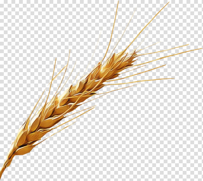 Wheat, Triticale, Hordeum, Einkorn Wheat, Rye, Whole Grain, Khorasan Wheat, Food Grain transparent background PNG clipart