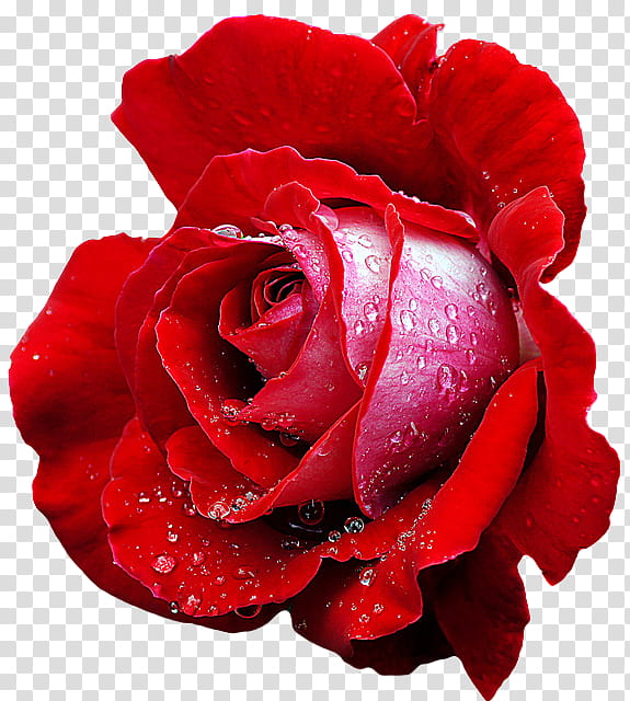 Flower , red rose with water dews transparent background PNG clipart