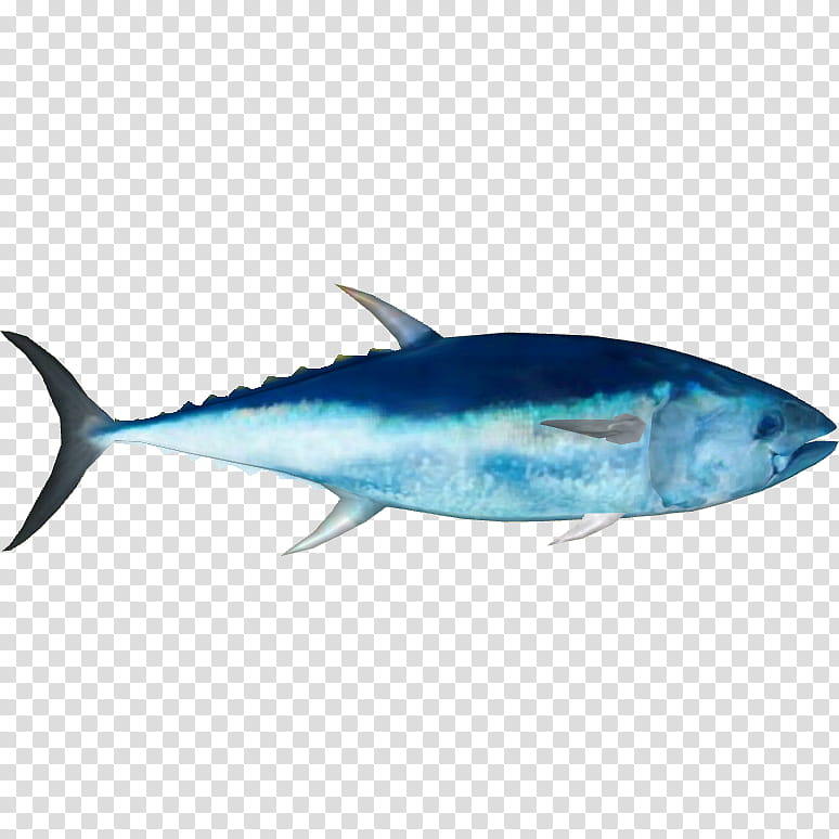 Fish, Swordfish, Atlantic Bluefin Tuna, Yellowfin Tuna, Mackerel, Bigeye Tuna, Southern Bluefin Tuna, Bonito transparent background PNG clipart