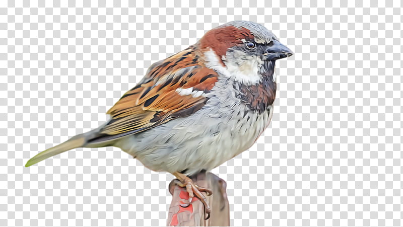 bird house sparrow sparrow swamp sparrow beak, Songbird, Chipping Sparrow, Finch, Perching Bird, Song Sparrow transparent background PNG clipart
