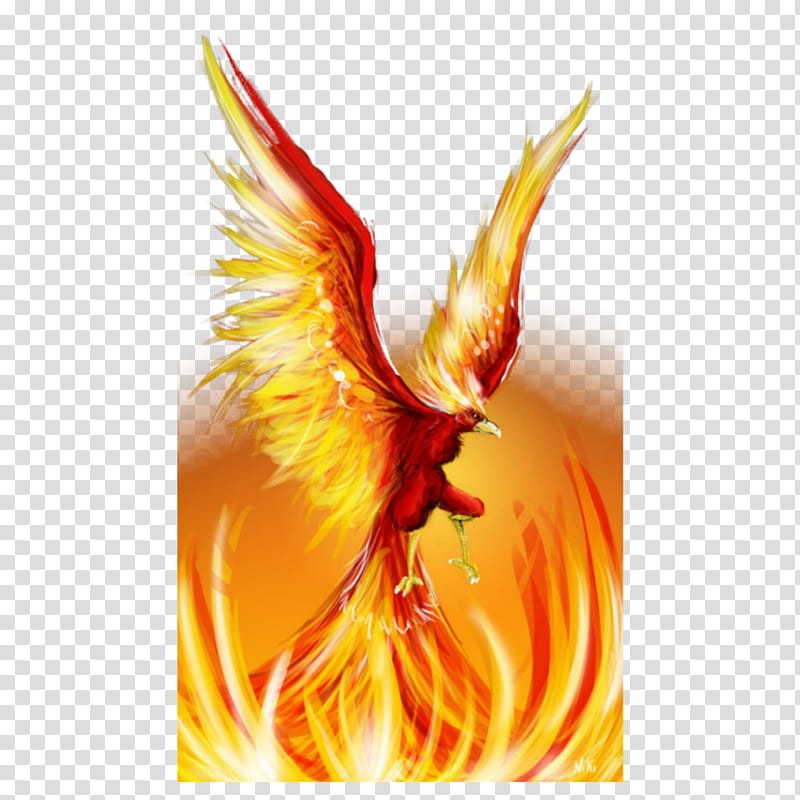 Phoenix Bird, FIREBIRD, Drawing, Painting, Dragon, Flame, Orange transparent background PNG clipart