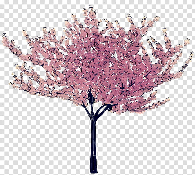 Cherry Blossom Tree Drawing, Cherries, National Cherry Blossom Festival, Flower, Pink, Plant, Branch, Woody Plant transparent background PNG clipart