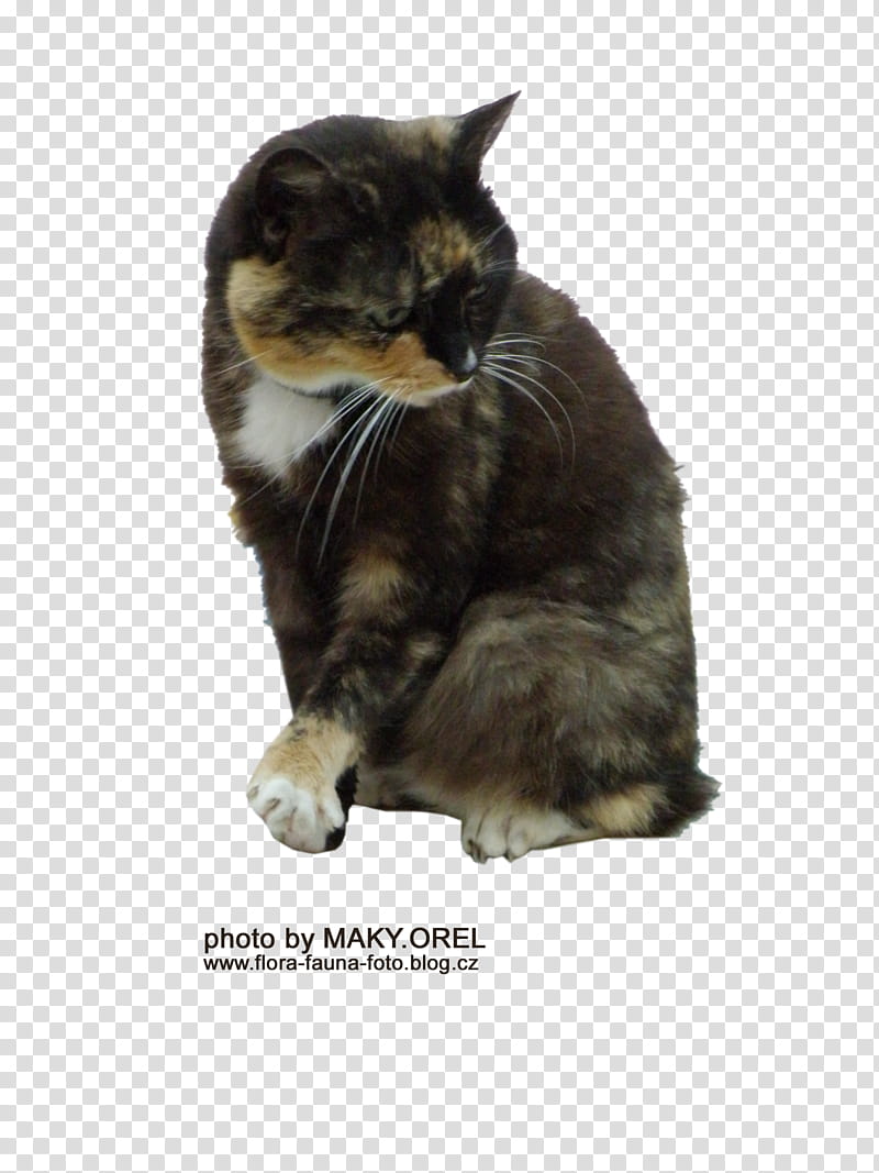 SET Tortoiseshell cat, sitting black and brown cat transparent background PNG clipart