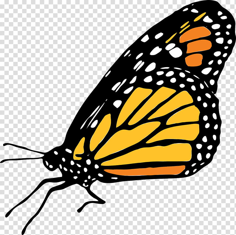 Monarch Butterfly, Insect, Brushfooted Butterflies, Caterpillar, Lepidoptera, Tiger Milkweed Butterflies, Moths And Butterflies, Cynthia Subgenus transparent background PNG clipart